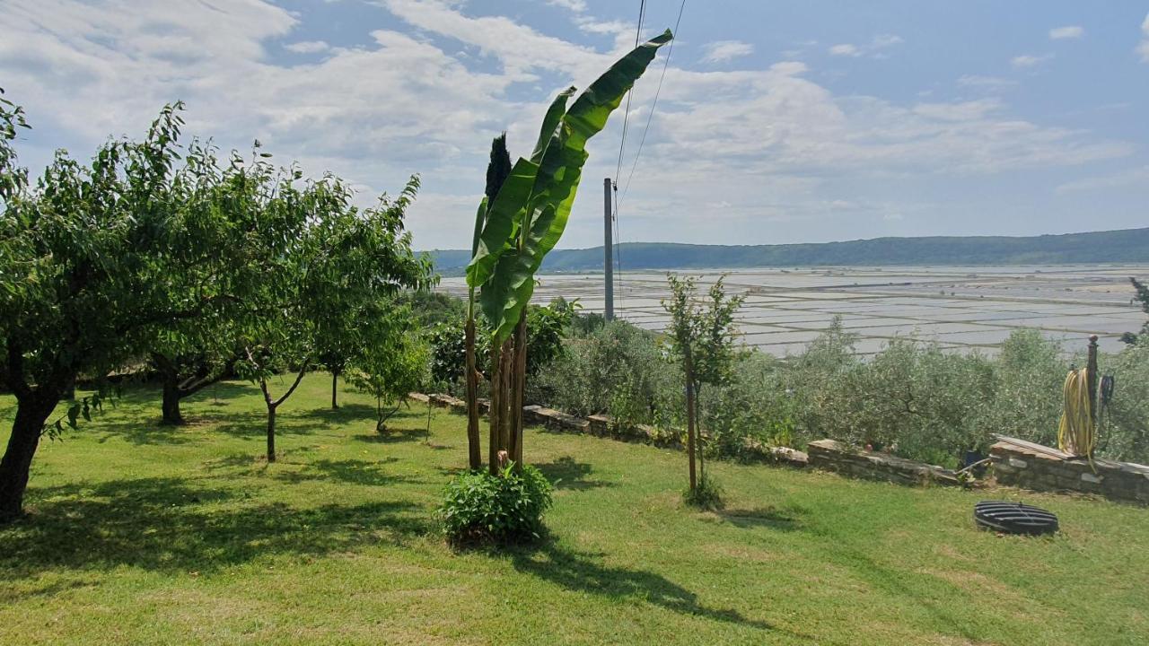 Apartment Laurus Πορτορόζ Εξωτερικό φωτογραφία